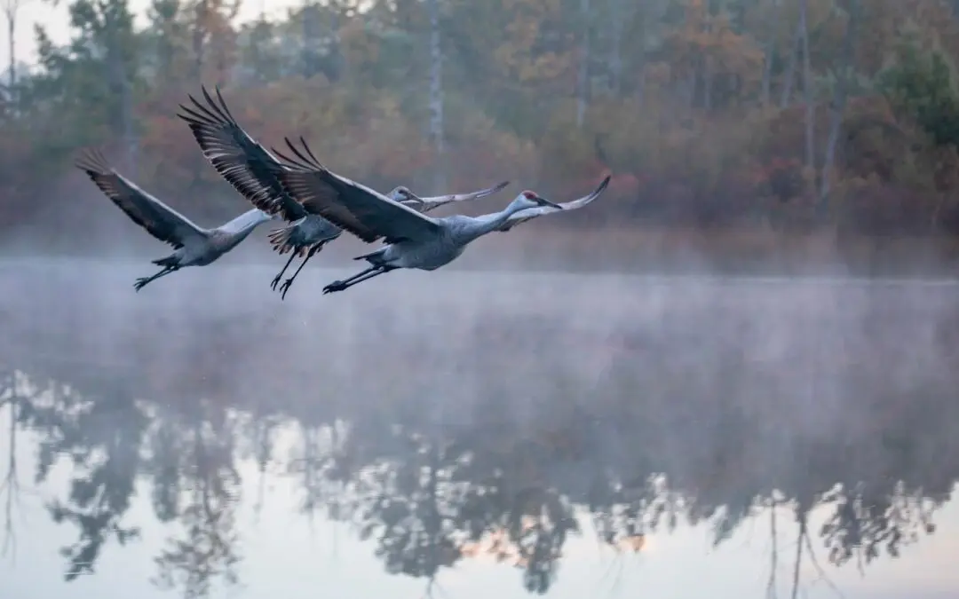 Nature Immersions: The Crane and Its Holy Meaning