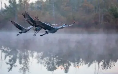 Nature Immersions: The Crane and Its Holy Meaning