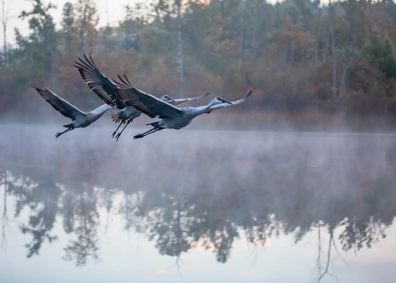 Three sandhill cranes take flight from Lake Elliott at the Maryville Retreat Center.