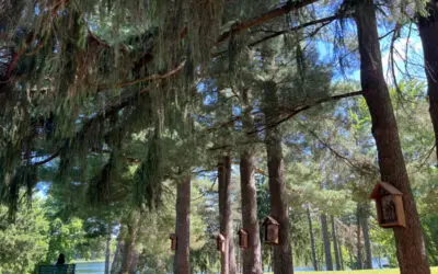 Nature Immersions: The Towering Pines