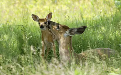 Nature Immersions: The Gentle Presence of the White-Tailed Deer