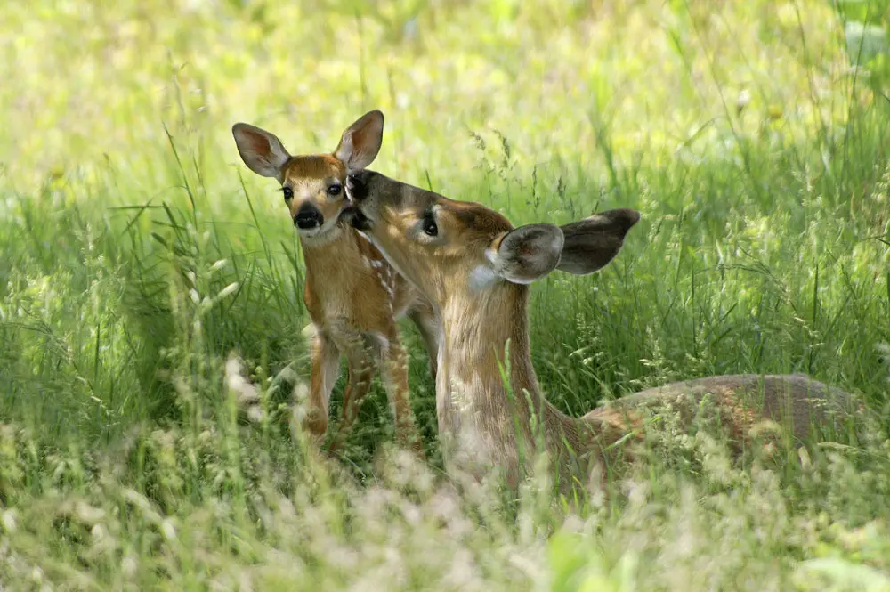 Nature Immersions: The Gentle Presence of the White-Tailed Deer