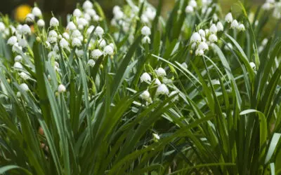 God’s Artistry Always in Season