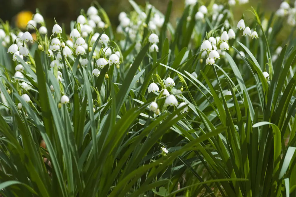 God’s Artistry Always in Season