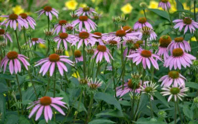 Nature Immersions: Summer Wildflowers