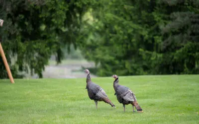 Nature Immersions: Turkey Tales