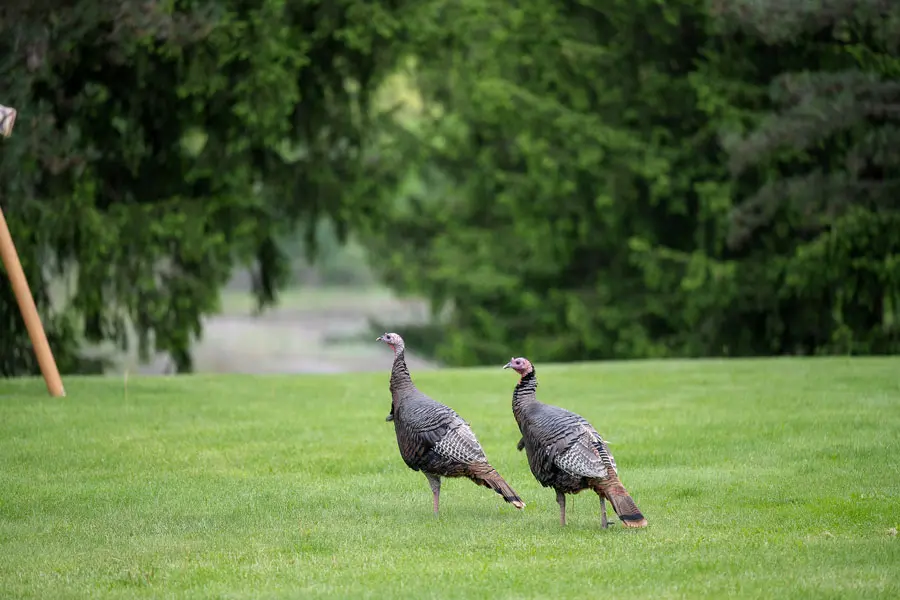 Nature Immersions: Turkey Tales