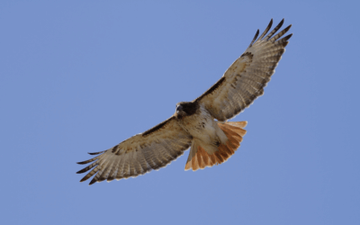 Nature Immersions: Lessons from the Hawk