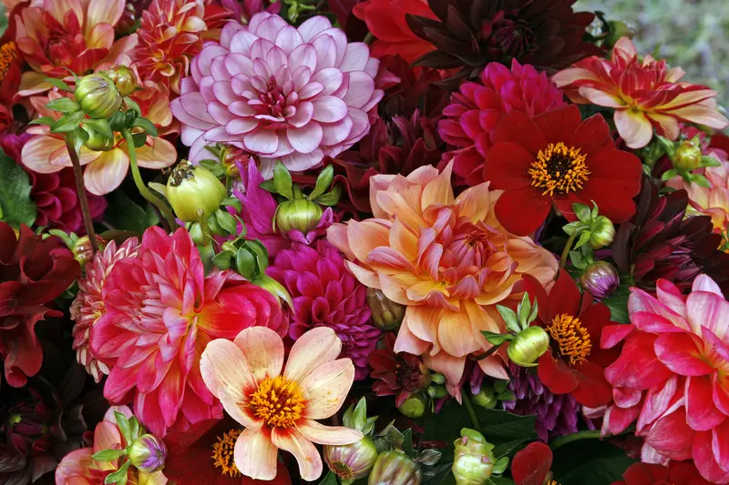 dreamstime_s_11402904 Bouquiet of bright, colorful flowers including dahlias.