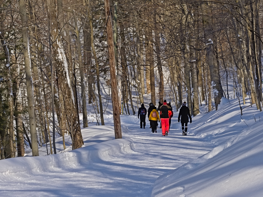 Wintertime in the Woods