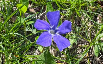 The Quiet Courage of Wildflowers