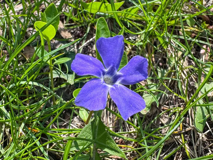 The Quiet Courage of Wildflowers