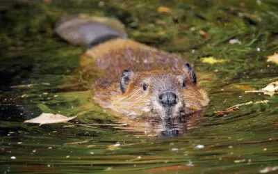 The Beaver: A New Neighbor at Maryville