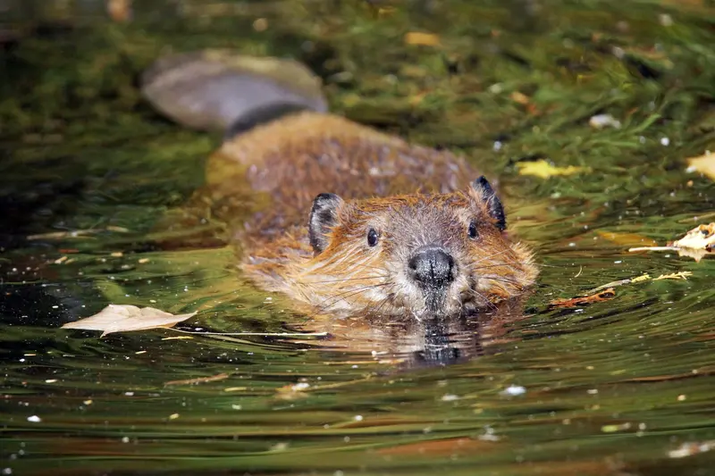 The Beaver: A New Neighbor at Maryville