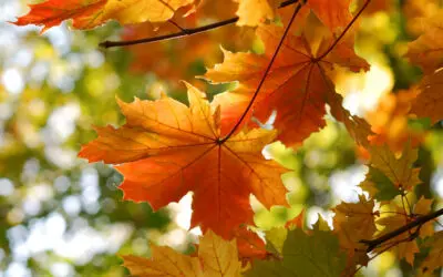 The Wisdom of Trees: An Invitation to Rest