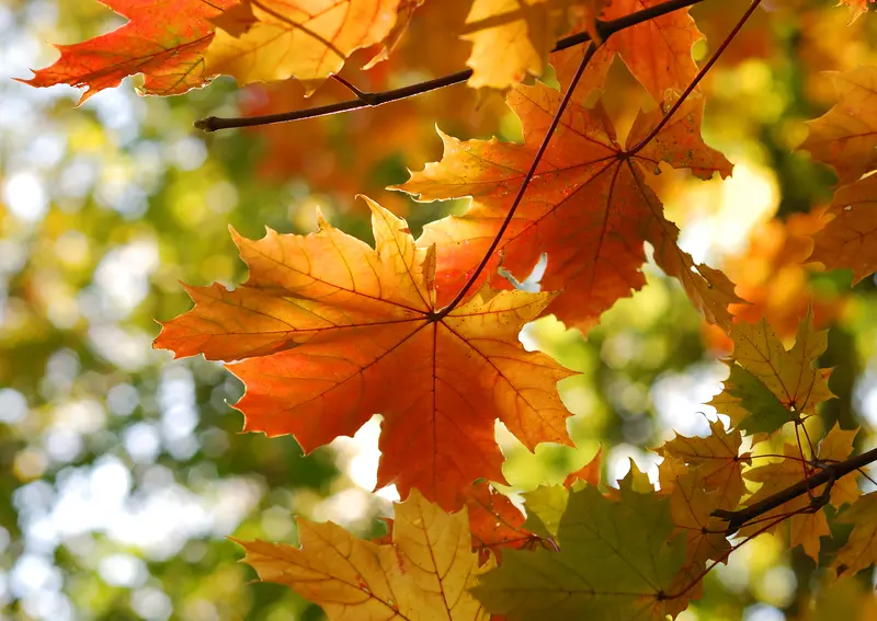 The Wisdom of Trees: An Invitation to Rest