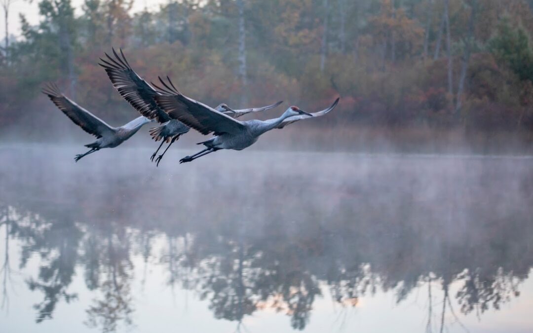 Nature Immersions: The Crane and Its Holy Meaning