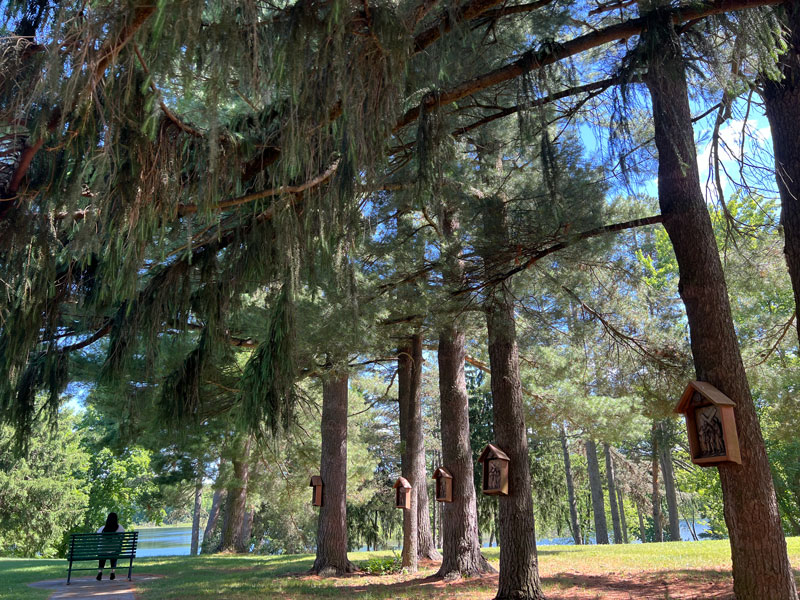 Nature Immersions: The Towering Pines