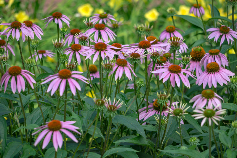 Nature Immersions: Summer Wildflowers