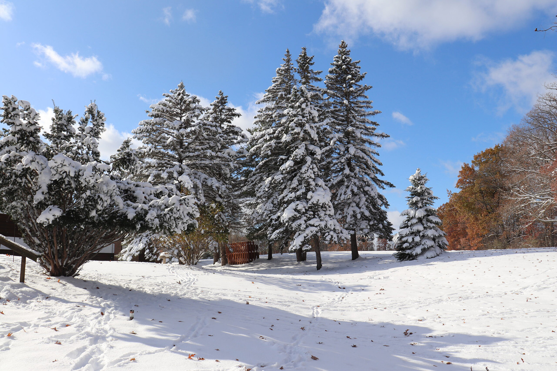 A cluster of trees in the winter